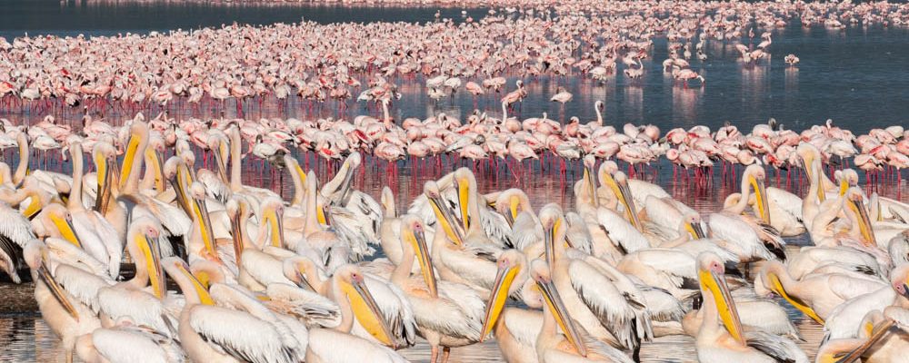 Birds of Kenya