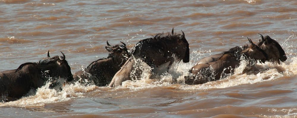 Wildebeest Crossing the Mara River